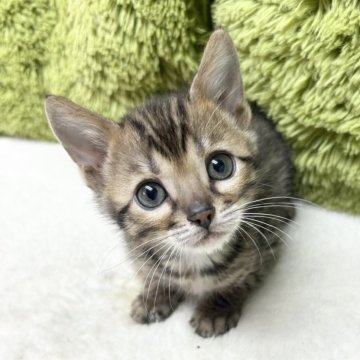 ベンガル【愛知県・男の子・2024年11月1日・ブラウンスポテッドタビー】の写真「あざと可愛い🐈」