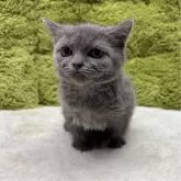ブリティッシュショートヘア
