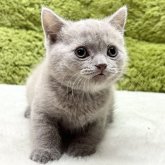 ブリティッシュショートヘア