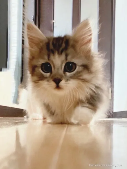 M.F 様のお迎えした子猫