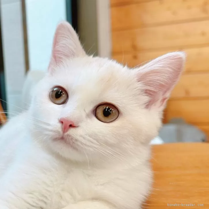 ID:2405-02449の子猫