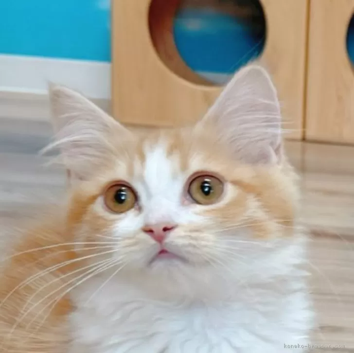 ID:2407-00331の子猫