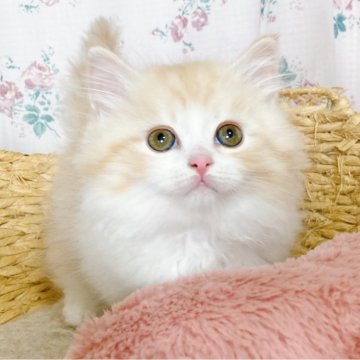 マンチカンの子猫を探す｜ブリーダー直販の子猫販売【みんなの子猫