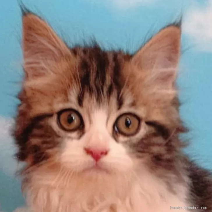 ID:2501-01557の子猫