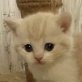 マンチカン(長足)