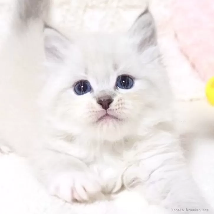 ID:2503-02519の子猫