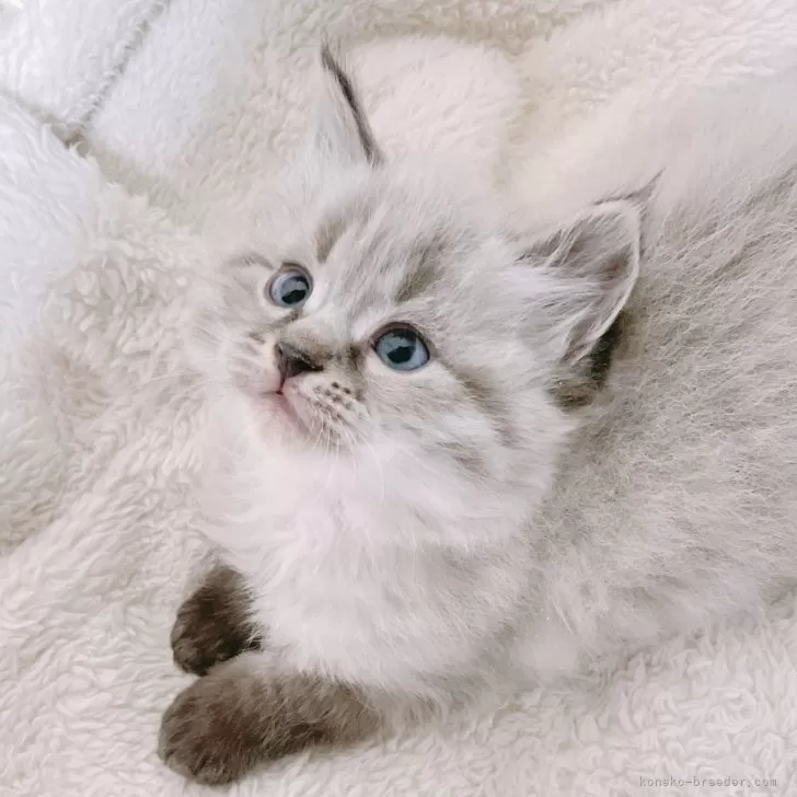 ID:2501-00425の子猫