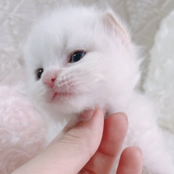 サイベリアン【大阪府・男の子・2025年3月11日・クリームポイント（トリプルコートふわふわです💗）】の写真「一番の美男くん❤️チャンピオン血統👑」