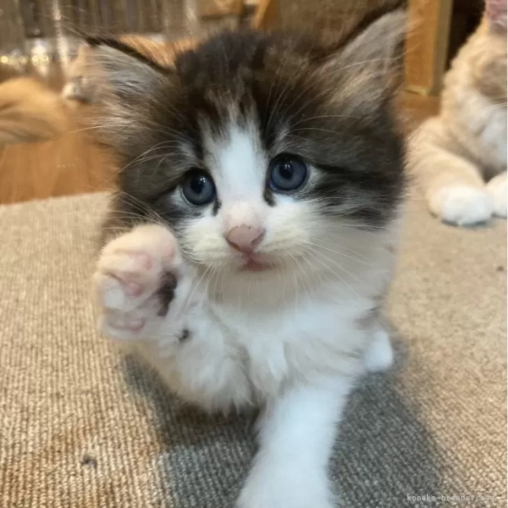ID:2408-00525の子猫