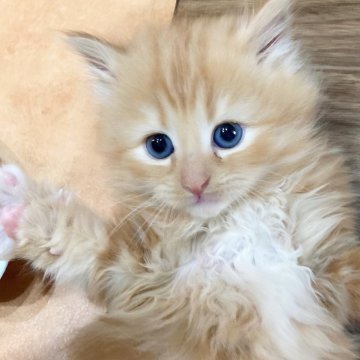 サイベリアンの子猫を探す｜ブリーダー直販の子猫販売【みんなの子猫