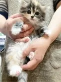 サイベリアン【神奈川県・女の子・2024年1月4日・キャリコ】の写真2「元気いっぱいで愛らしい子ですよ」