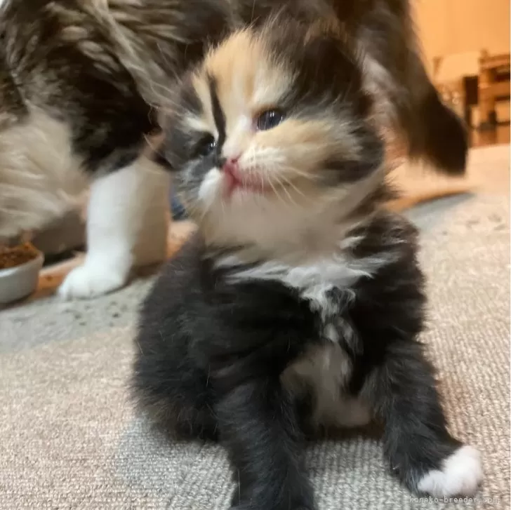 ID:2504-01871の子猫