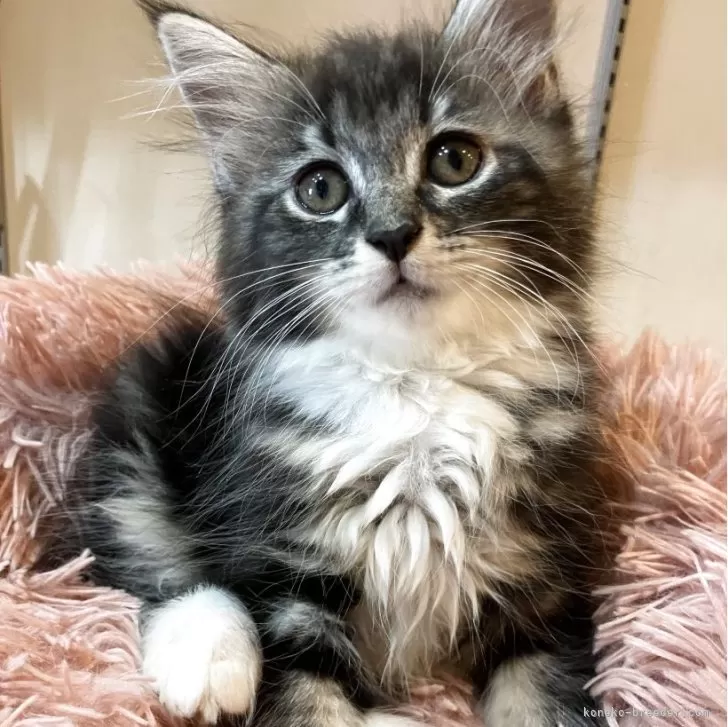 H.U 様のお迎えした子猫