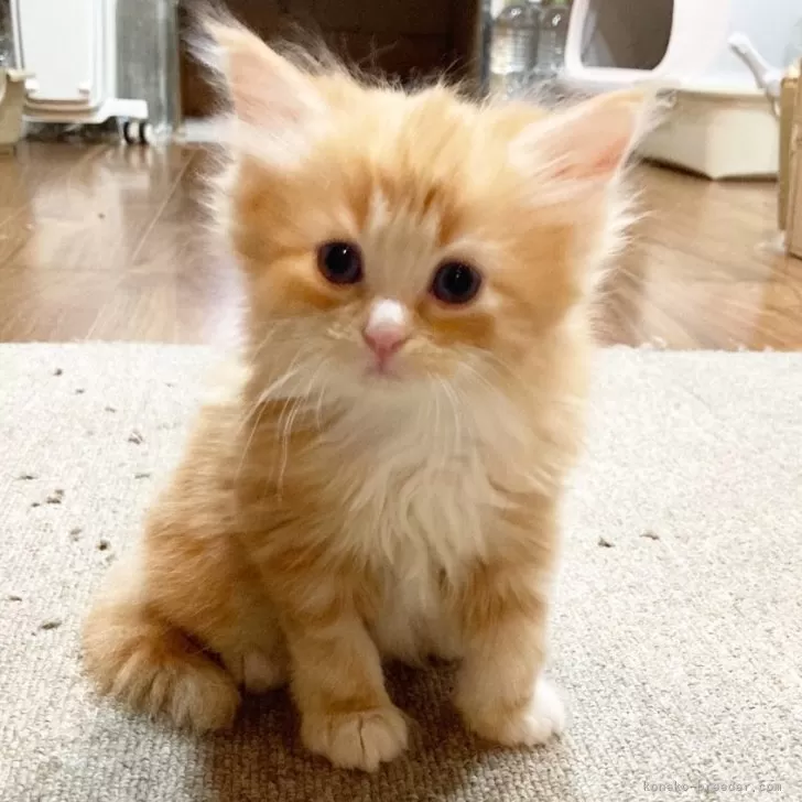ID:2504-00499の子猫