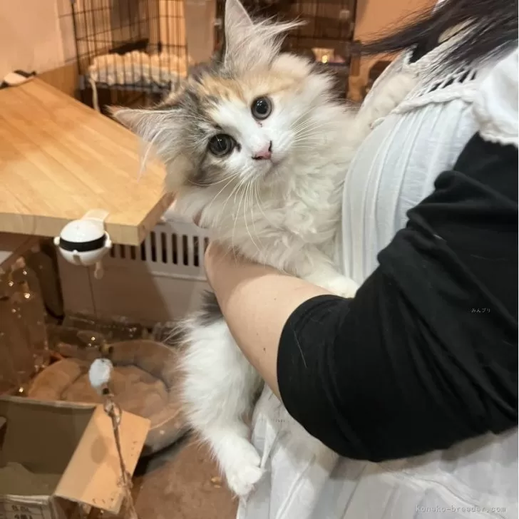 ID:2504-01694の子猫