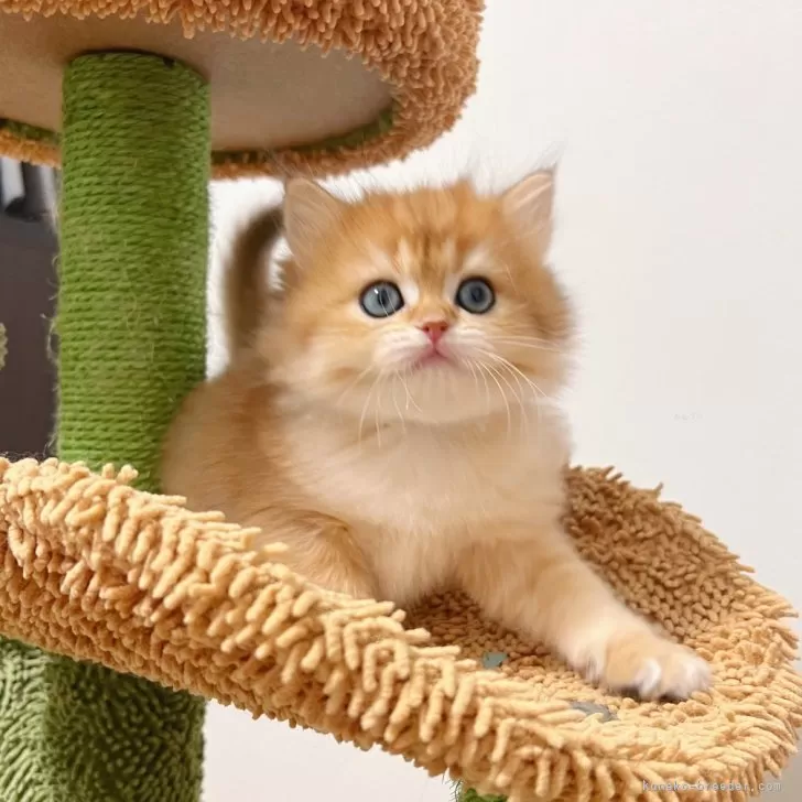 ID：2502-00773の子猫