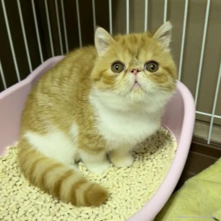ID：2301-02132の子猫