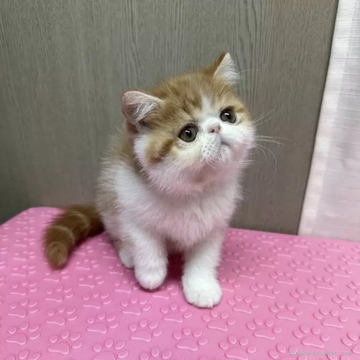 たけまろす 様のお迎えした子猫