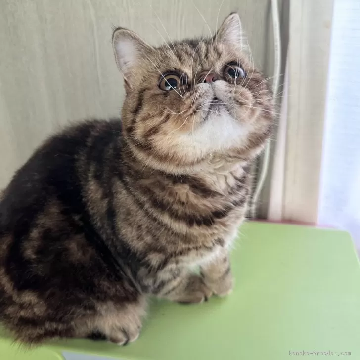 ID：2405-00423の子猫