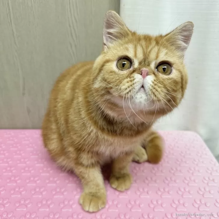 ID:2504-03109の子猫