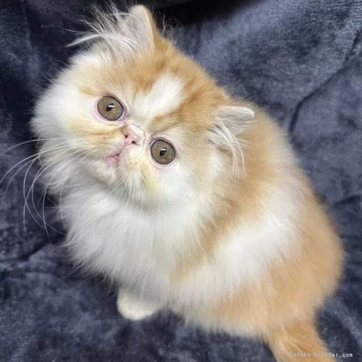 ID:2504-02988の子猫
