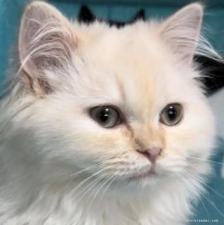 ID:2308-00283の子猫