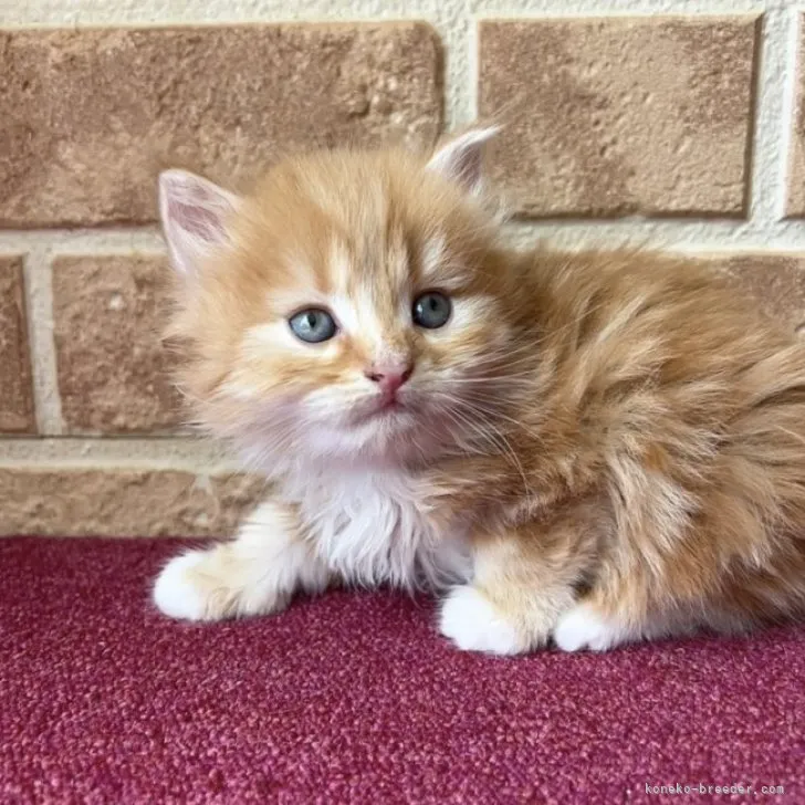 ID:2306-01266の子猫