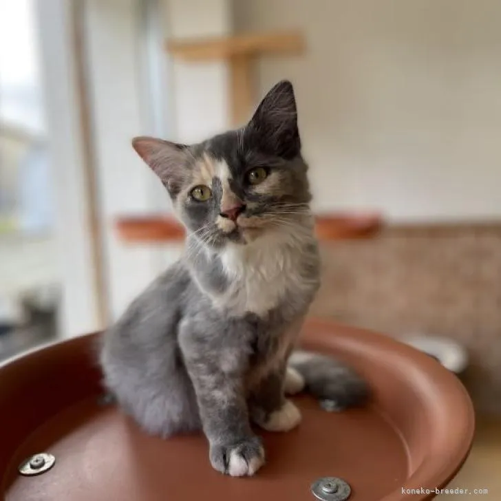 ID:2205-03279の子猫