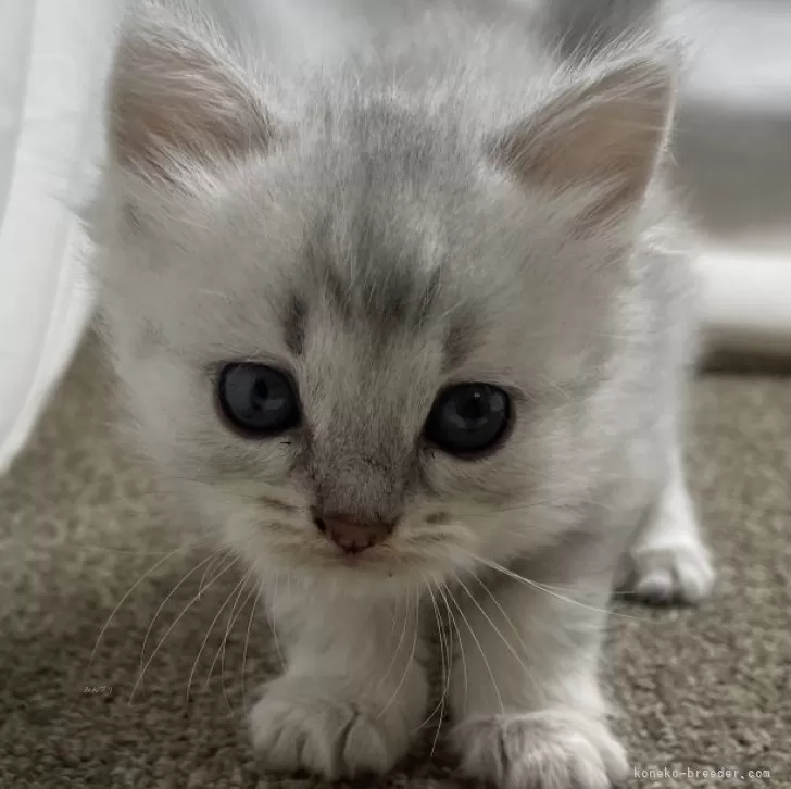 ID：2411-00824の子猫