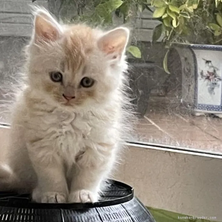 ID:2205-03422の子猫