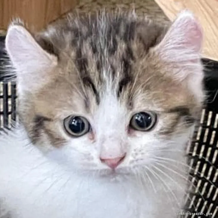 ID:2207-01252の子猫