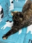 マンチカン(長足)【鹿児島県・女の子・2023年8月14日・トーティシェル(サビ猫)】の写真4「20240308撮影」