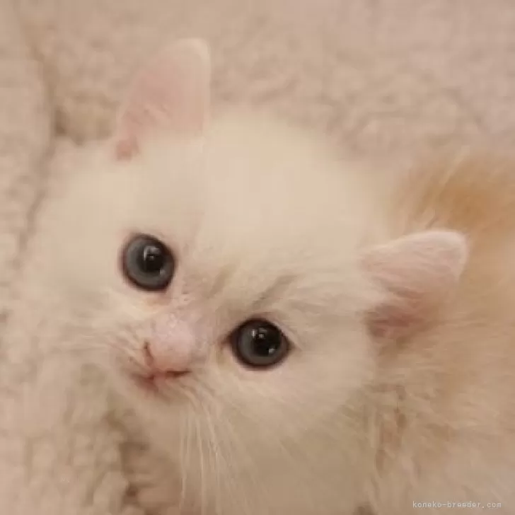 ID:2501-02184の子猫