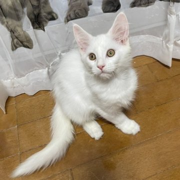 白 猫 値段 ペット