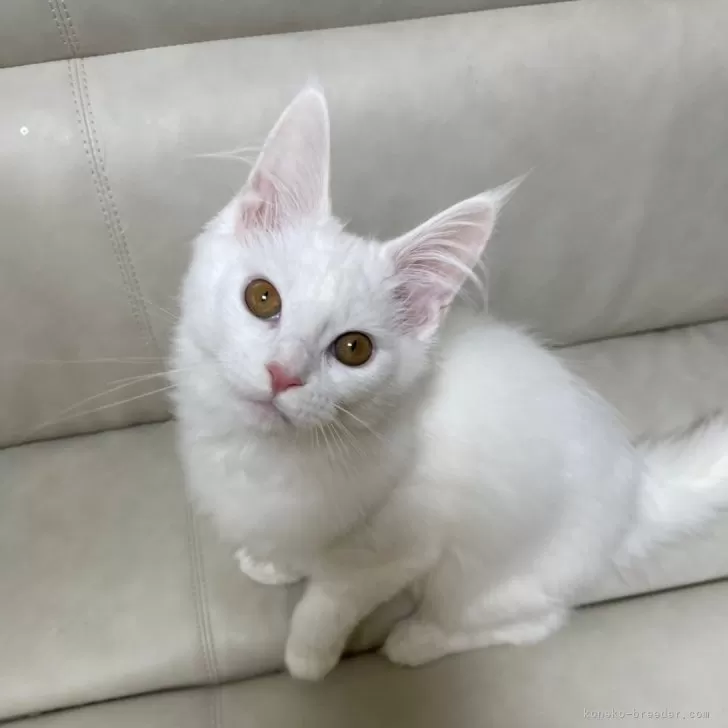 ID:2502-00616の子猫