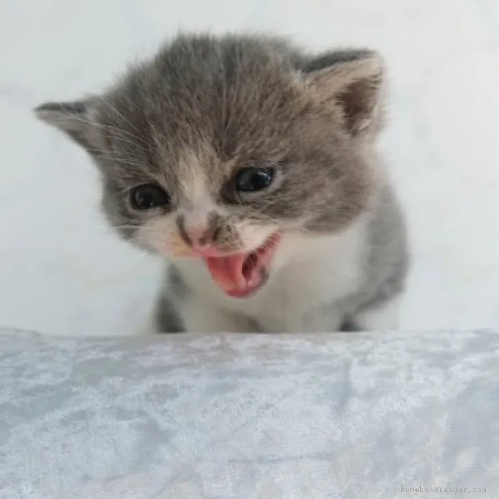 ID:2308-02275の子猫