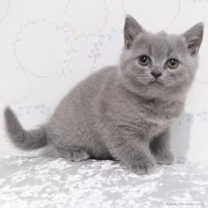M.H 様のお迎えした子猫