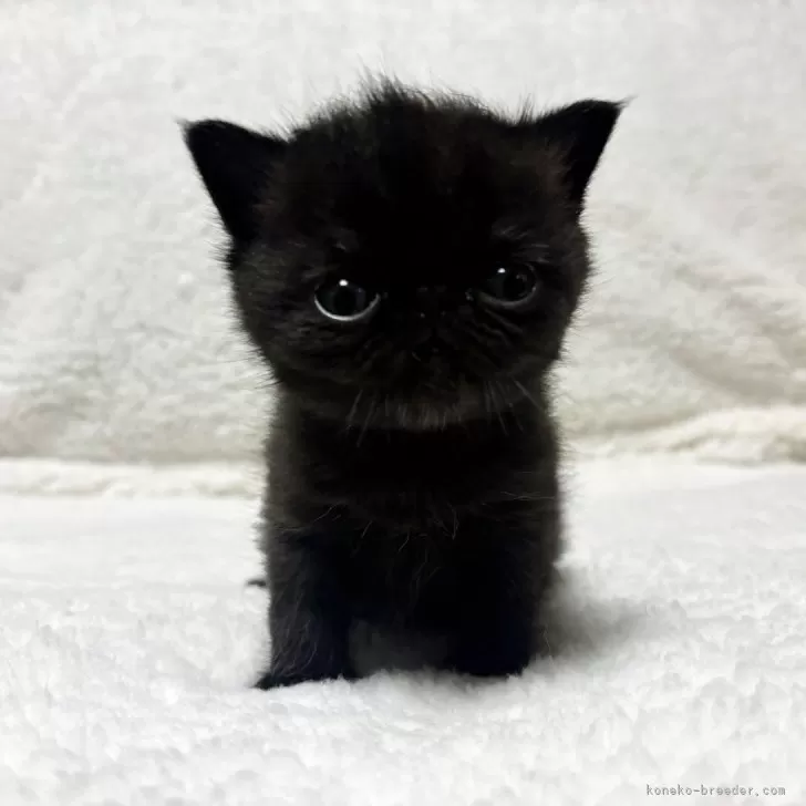 ID:2504-02706の子猫