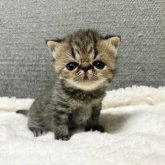 エキゾチックショートヘア