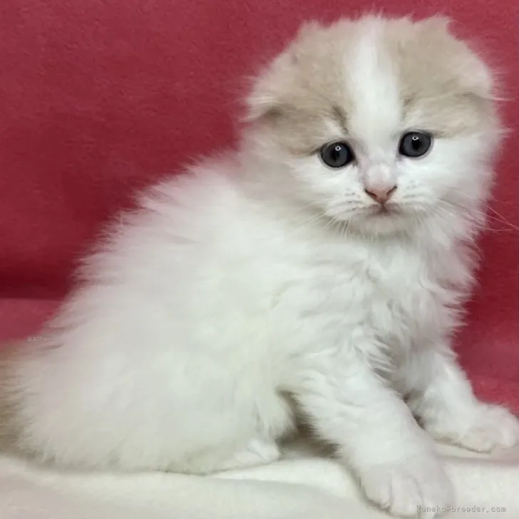 ID:2310-02079の子猫