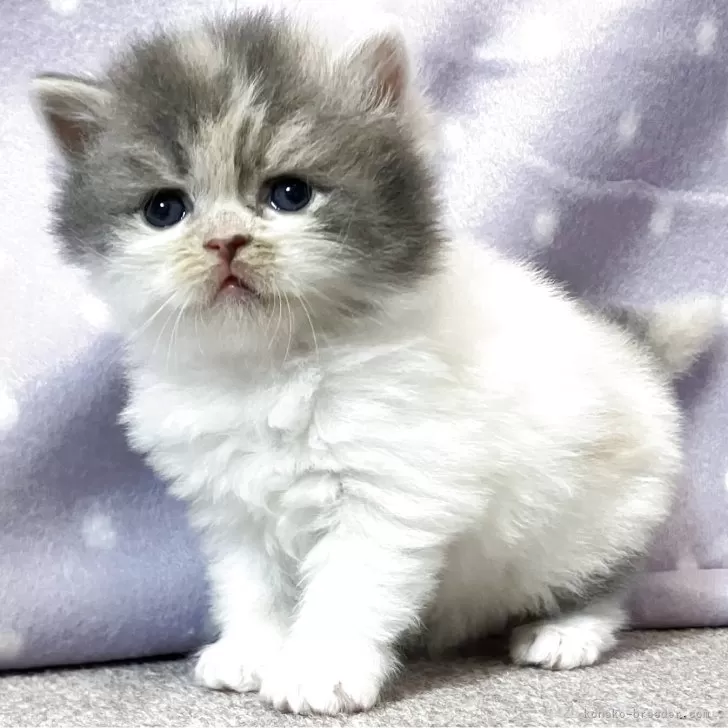 ID:2504-01800の子猫