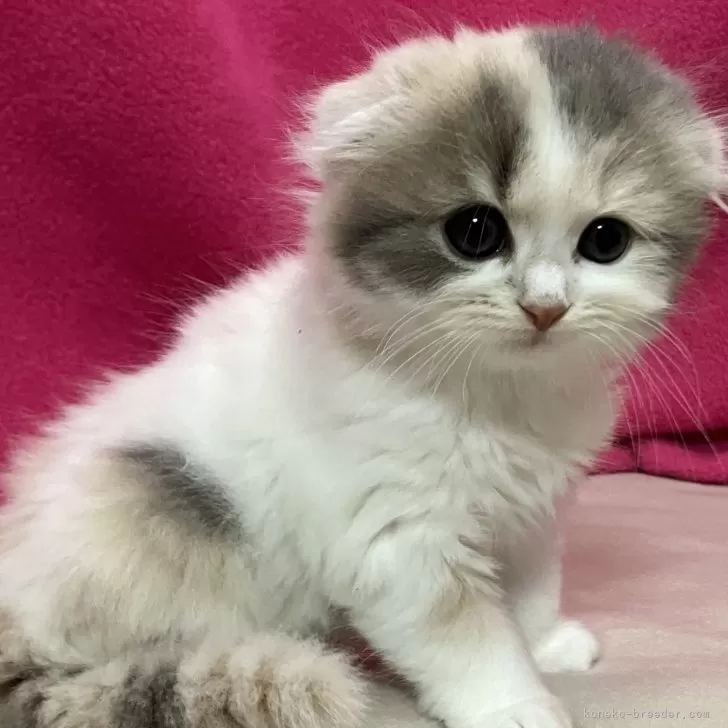 ID:2412-02002の子猫