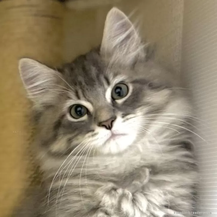 ID:2409-00665の子猫