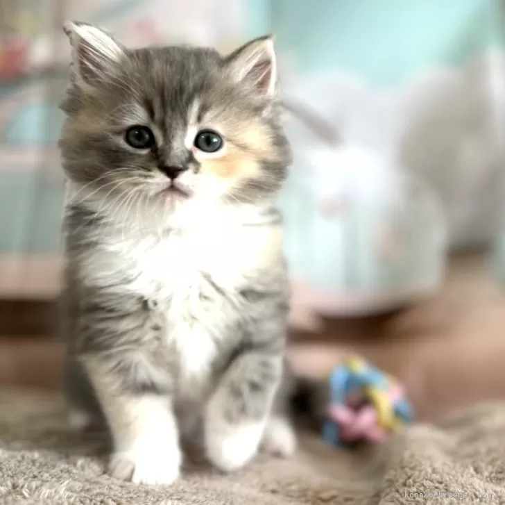 ID：2405-00416の子猫