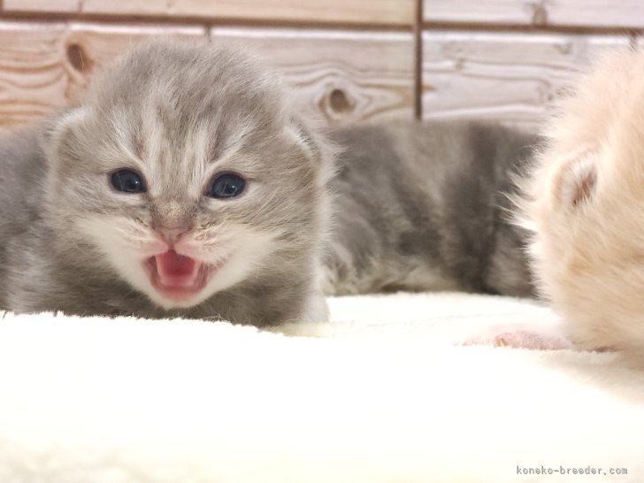 ニャーッ😻｜常田　大樹(つねだ　だいき)ブリーダー(神奈川県・サイベリアンなど・ICC登録)の紹介写真4