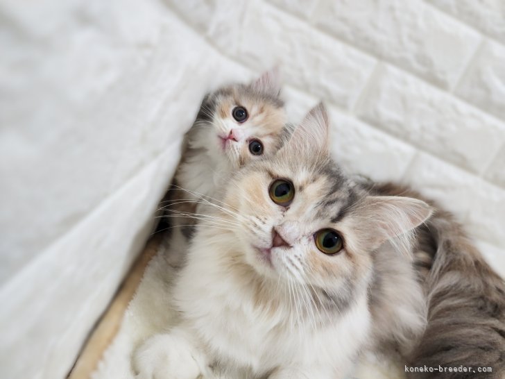 親子でパシャリ😸📷｜常田　大樹(つねだ　だいき)ブリーダー(神奈川県・サイベリアンなど・ICC登録)の紹介写真7