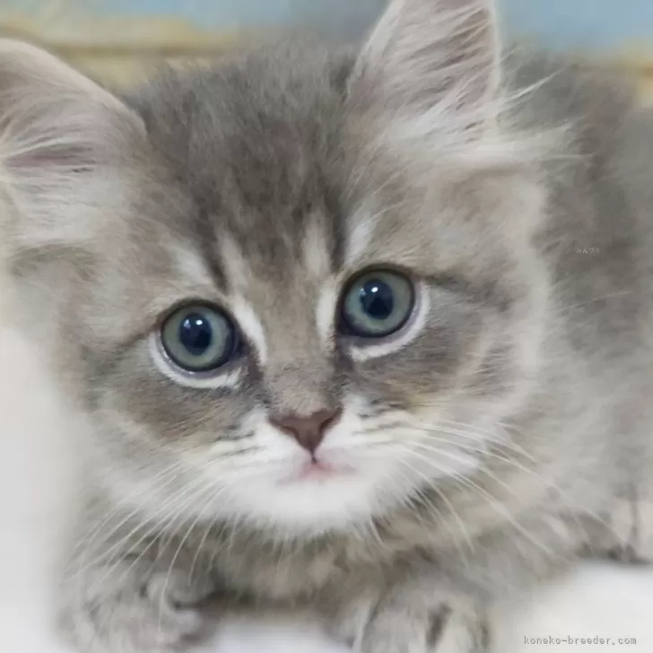 ID:2403-00739の子猫