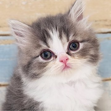 サイベリアン【神奈川県・男の子・2024年10月12日・ブルータビーホワイト】の写真「あさりBaby😼ふてぶてしさ満点💯」