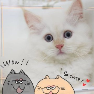 サイベリアン【神奈川県・女の子・2023年7月19日・クリームポイント】の写真「まるふわのゆきんこ😻⛄」