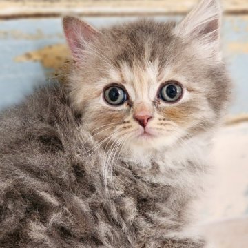 サイベリアン【神奈川県・女の子・2024年10月12日・ブルーパッチドタビー】の写真「あさりBaby😼THE.猫顔✨」